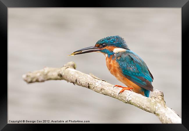 Kingfisher (Alcedo atthis), male with a captured f Framed Print by George Cox
