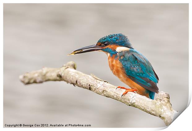 Kingfisher (Alcedo atthis), male with a captured f Print by George Cox