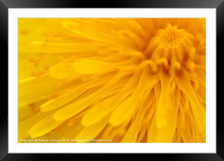 Bright Yellow Dandelion Flower Framed Mounted Print by Natalie Kinnear