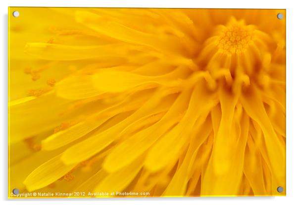 Bright Yellow Dandelion Flower Acrylic by Natalie Kinnear