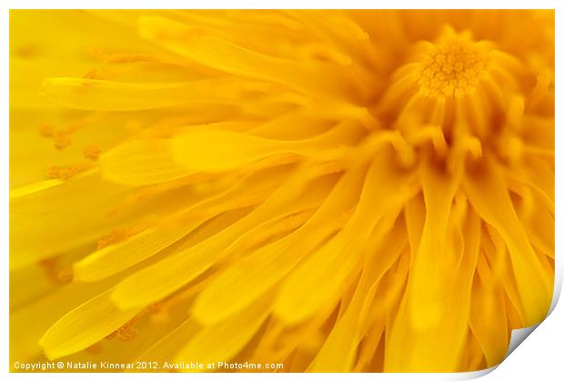Bright Yellow Dandelion Flower Print by Natalie Kinnear