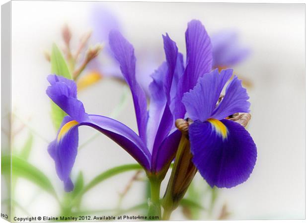 Delicate Purple Spring  Iris Flower Canvas Print by Elaine Manley