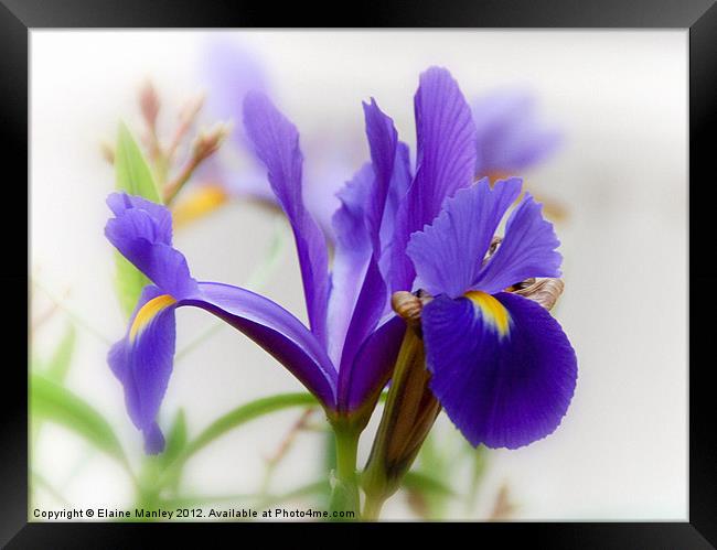 Delicate Purple Spring  Iris Flower Framed Print by Elaine Manley