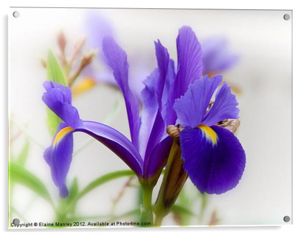 Delicate Purple Spring  Iris Flower Acrylic by Elaine Manley