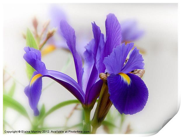 Delicate Purple Spring  Iris Flower Print by Elaine Manley
