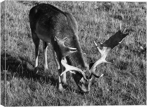 Reindeer grazing Canvas Print by simon brown