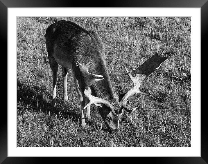 Reindeer grazing Framed Mounted Print by simon brown