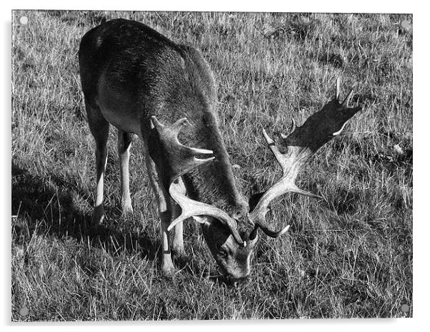 Reindeer grazing Acrylic by simon brown