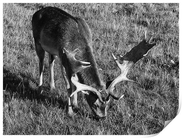 Reindeer grazing Print by simon brown