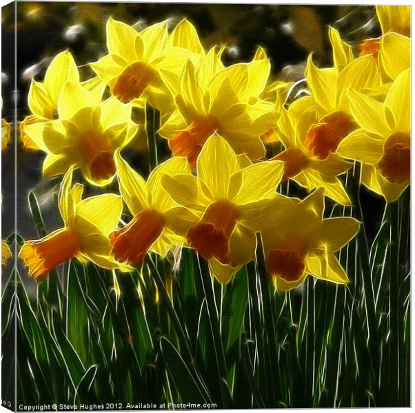 Spring Blooms Daffodils Canvas Print by Steve Hughes