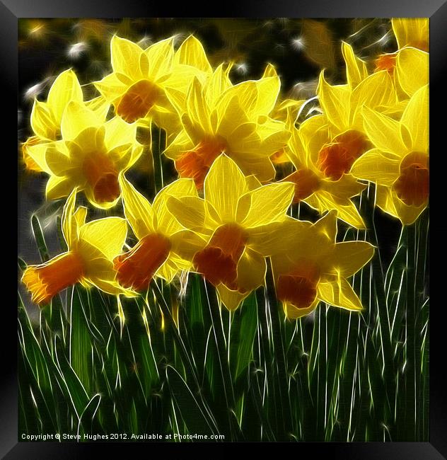 Spring Blooms Daffodils Framed Print by Steve Hughes