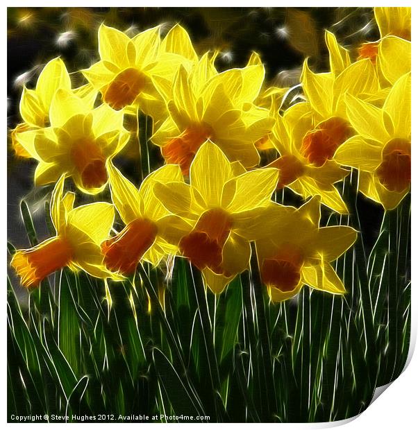 Spring Blooms Daffodils Print by Steve Hughes