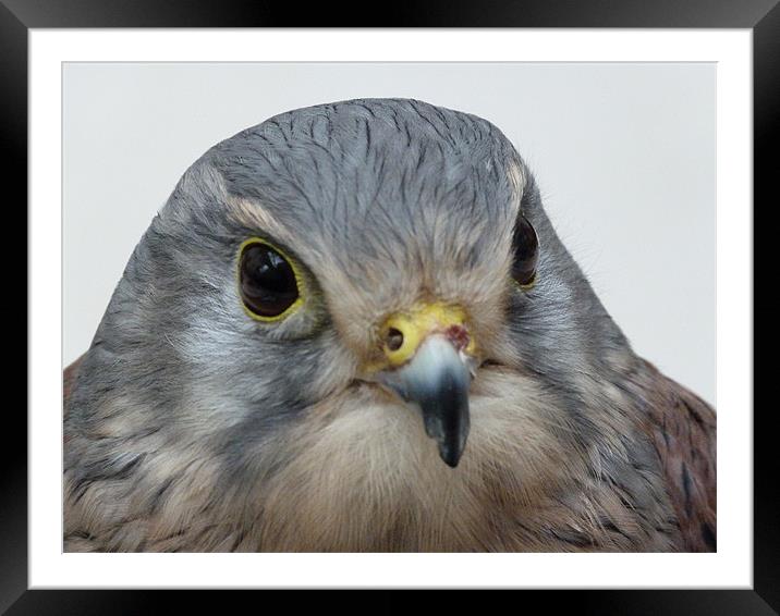 Kestrel at rest Framed Mounted Print by simon brown