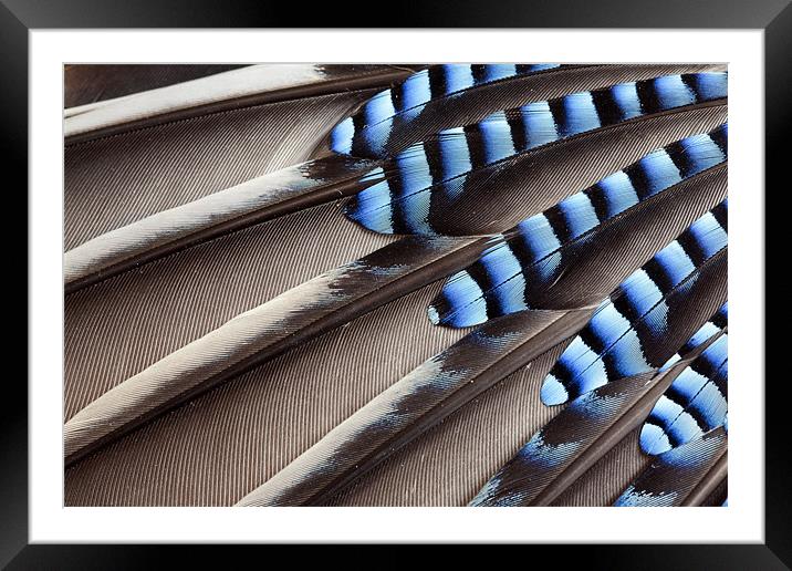 Jay wing feathers Framed Mounted Print by Tony Bates