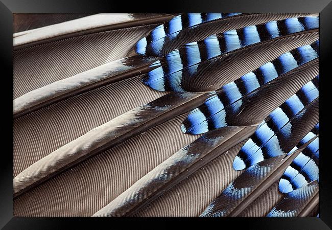 Jay wing feathers Framed Print by Tony Bates
