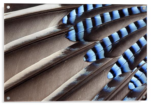 Jay wing feathers Acrylic by Tony Bates