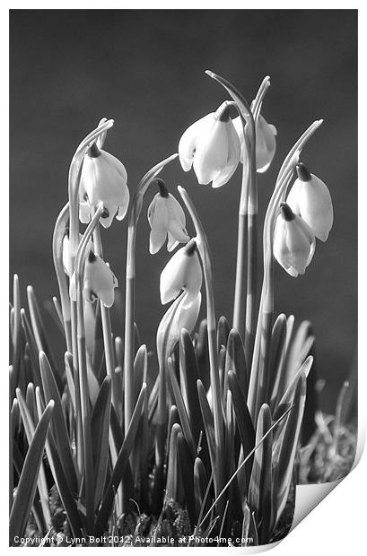 Mono Snowdrops Print by Lynn Bolt