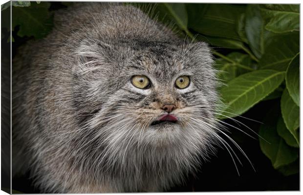 Pallas Cat Canvas Print by Val Saxby LRPS