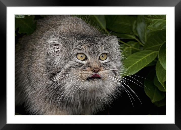 Pallas Cat Framed Mounted Print by Val Saxby LRPS