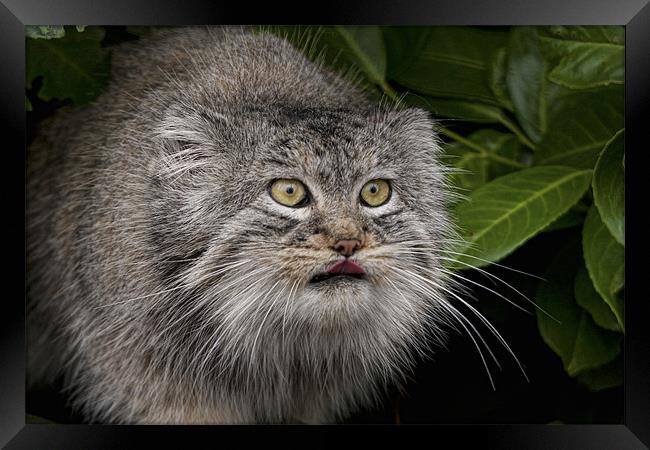 Pallas Cat Framed Print by Val Saxby LRPS