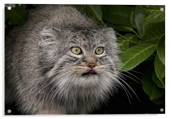 Pallas Cat Acrylic by Val Saxby LRPS