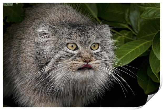 Pallas Cat Print by Val Saxby LRPS