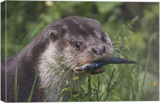 Otter Canvas Print by Val Saxby LRPS