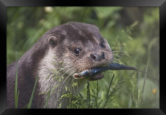 Otter Framed Print by Val Saxby LRPS