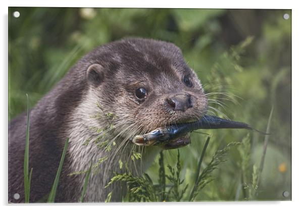 Otter Acrylic by Val Saxby LRPS