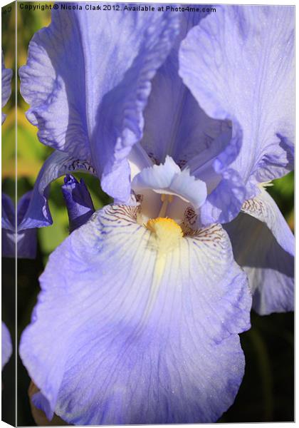 Pastel Blue Iris Canvas Print by Nicola Clark