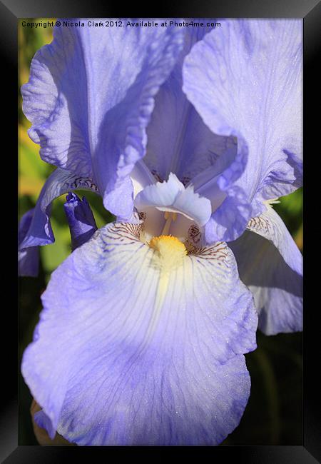 Pastel Blue Iris Framed Print by Nicola Clark