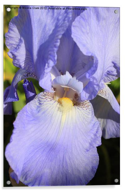 Pastel Blue Iris Acrylic by Nicola Clark