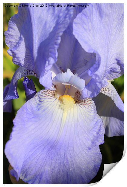 Pastel Blue Iris Print by Nicola Clark