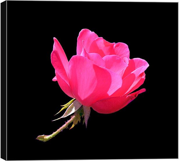 Sunlit Pink Rose Canvas Print by Stephanie Clayton