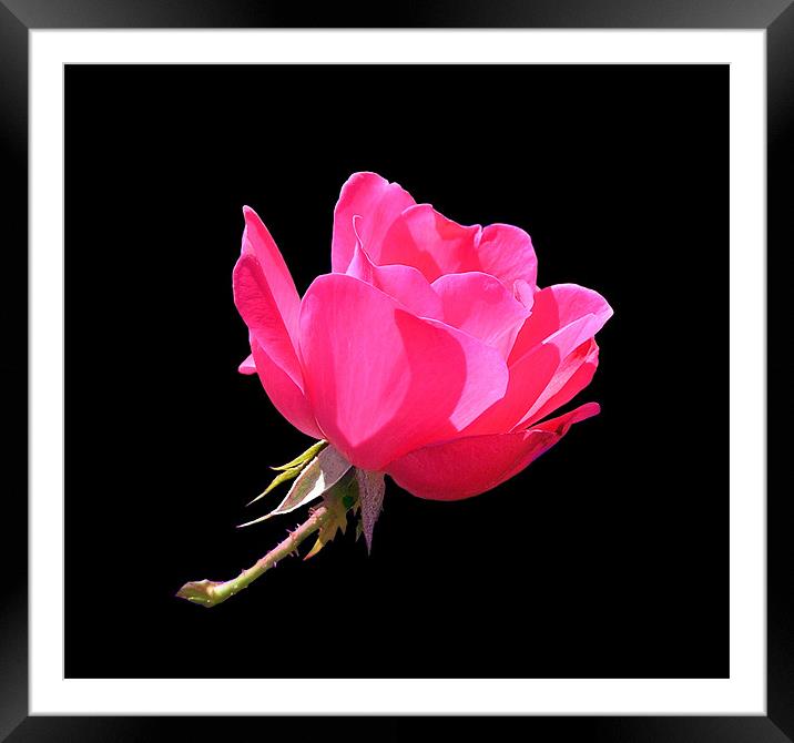 Sunlit Pink Rose Framed Mounted Print by Stephanie Clayton