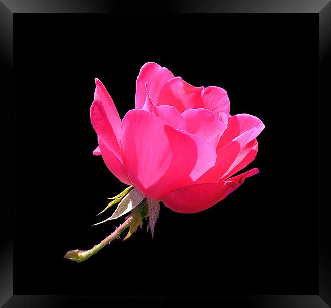 Sunlit Pink Rose Framed Print by Stephanie Clayton