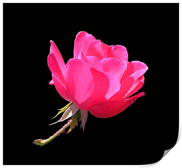 Sunlit Pink Rose Print by Stephanie Clayton