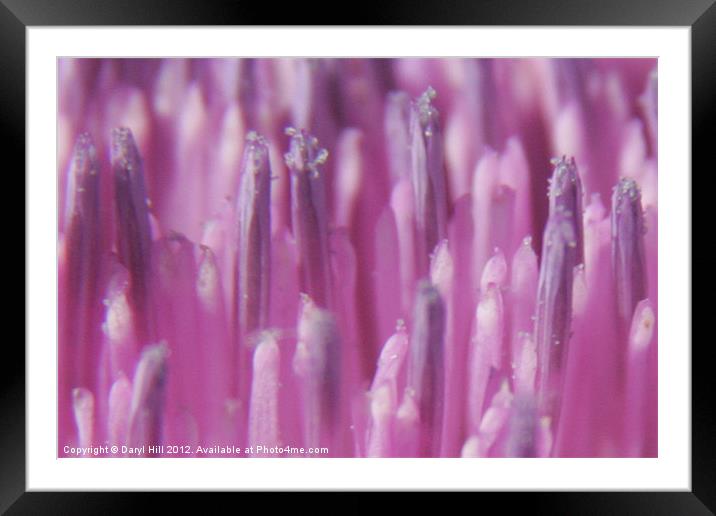 Nectar Beads on Pink Thistle Blossom Framed Mounted Print by Daryl Hill