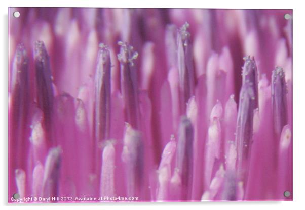 Nectar Beads on Pink Thistle Blossom Acrylic by Daryl Hill