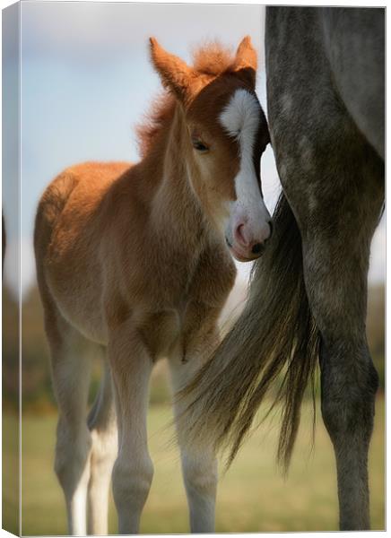 New Forest foal and mother Canvas Print by Ashley Chaplin