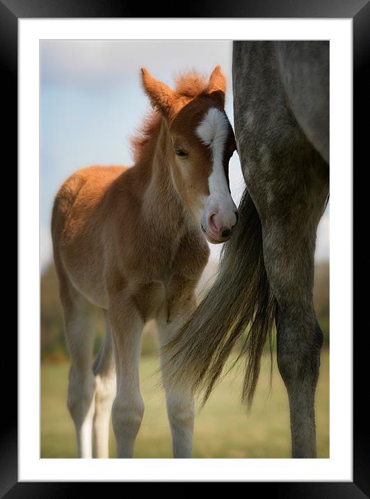 New Forest foal and mother Framed Mounted Print by Ashley Chaplin