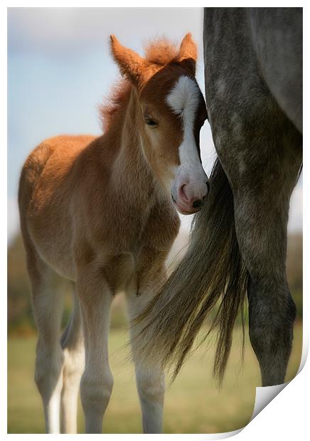 New Forest foal and mother Print by Ashley Chaplin