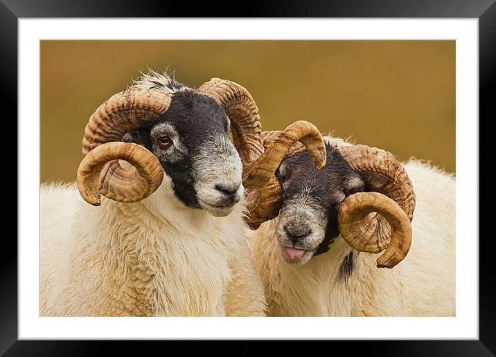 Pair of Cheeky Rams Framed Mounted Print by George Cox