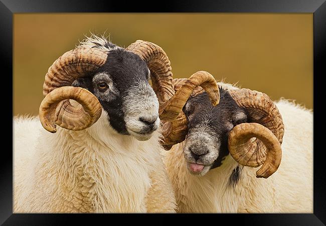 Pair of Cheeky Rams Framed Print by George Cox