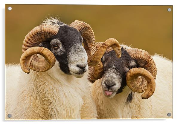 Pair of Cheeky Rams Acrylic by George Cox
