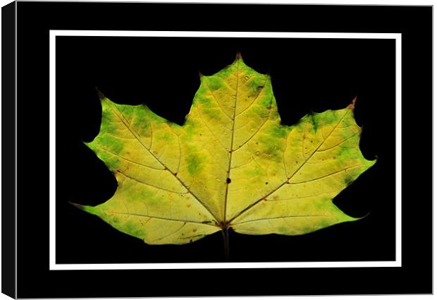 The Leaf Canvas Print by Simon Deacon