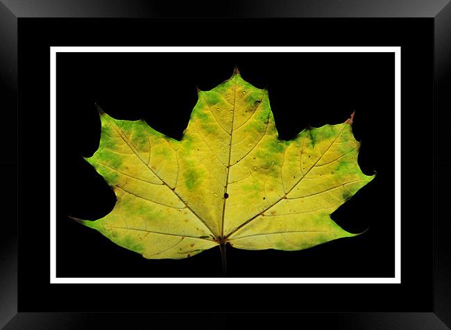 The Leaf Framed Print by Simon Deacon
