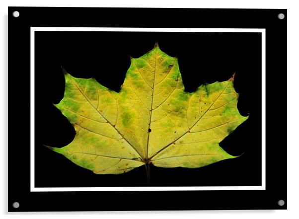 The Leaf Acrylic by Simon Deacon