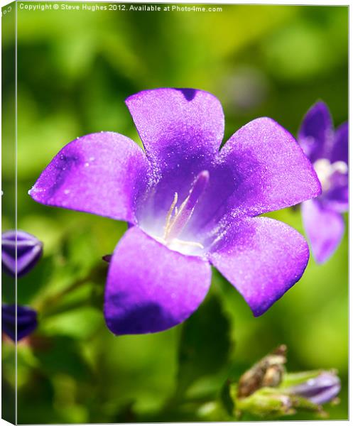 Tiny Purple Campanula Flower Canvas Print by Steve Hughes