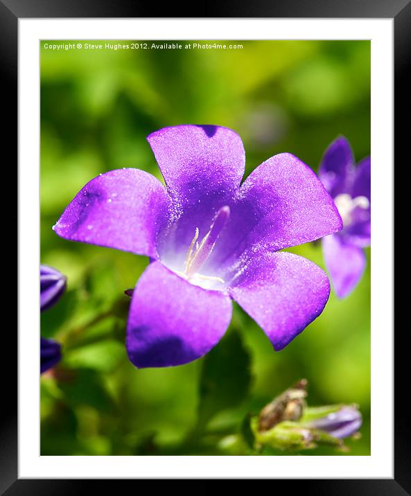 Tiny Purple Campanula Flower Framed Mounted Print by Steve Hughes